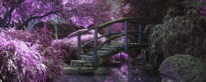 A life in dreams Jane Teresa Anderson The Dream Academy