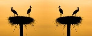 What if you get a dream interpretation wrong Jane Teresa Anderson