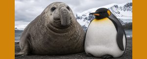 Neil the Seal and the Giant Penguin Jane Teresa Anderson The Dream Academy